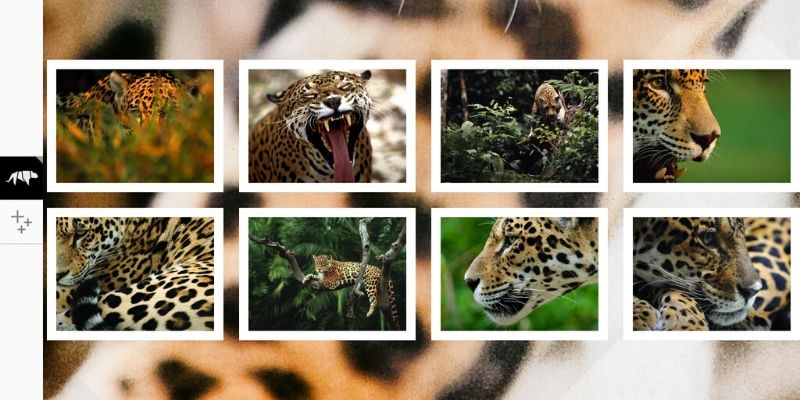 WWF Together jaguar application sur les animaux en voie de disparition